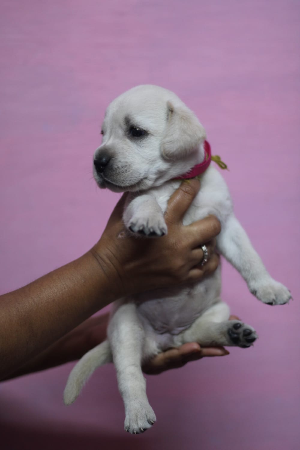 Labrador puppy's